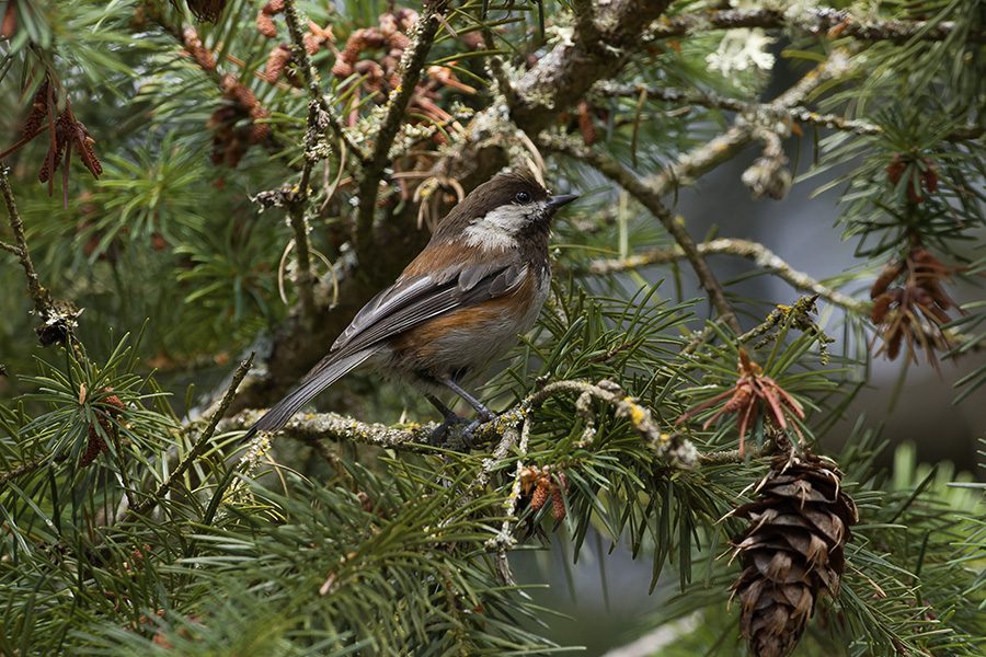 bird in tree in Puyallup Washington.
